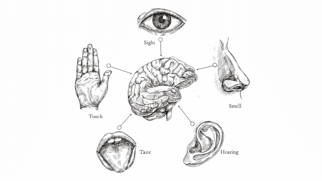Brand Experience Sensory brain