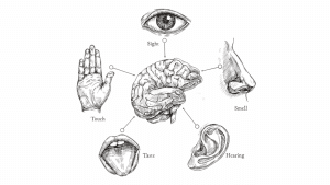 Brand Experience Sensory brain