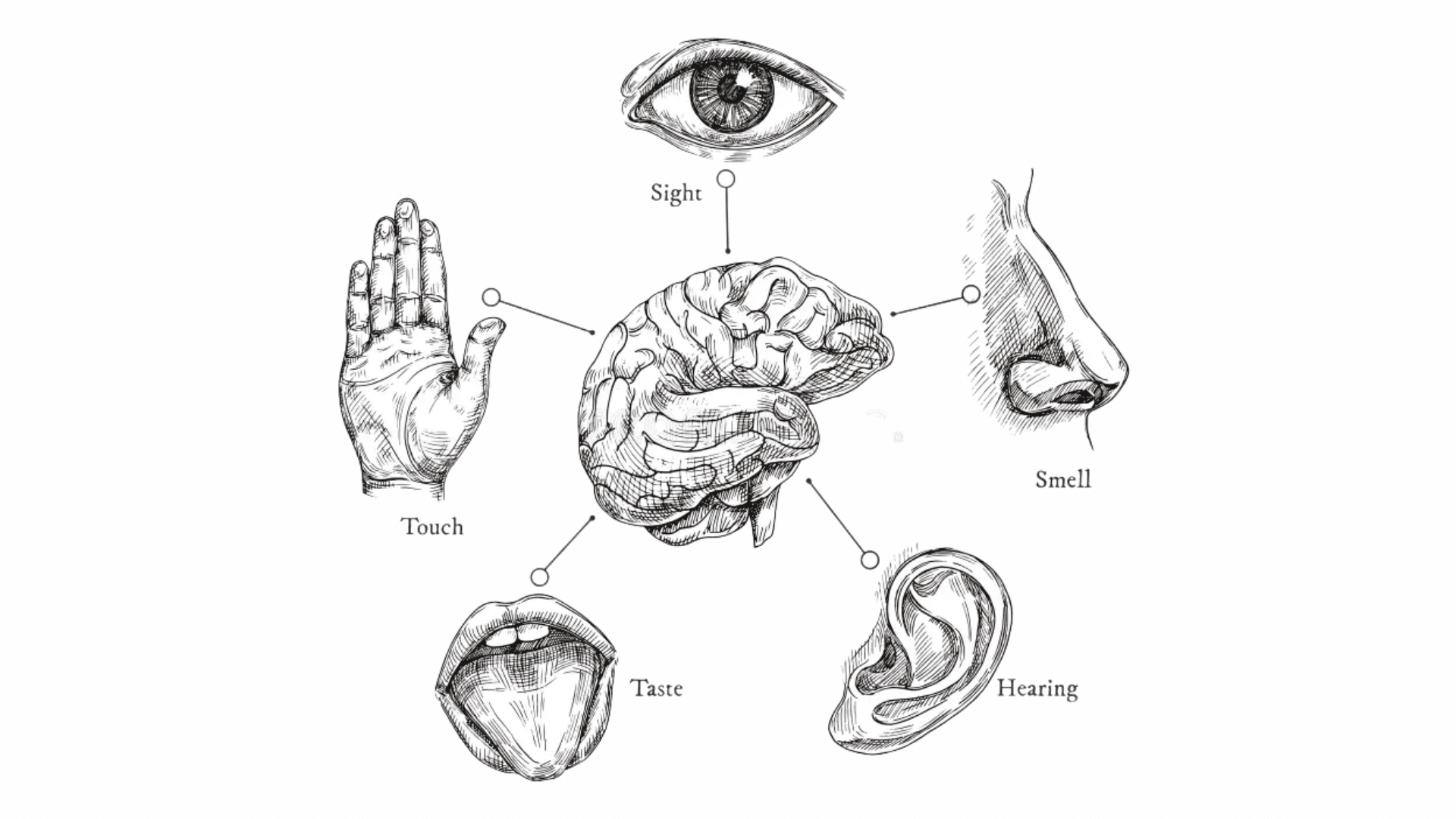 Brand Experience Sensory brain